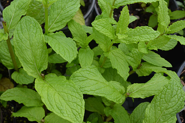 Mojito Mint